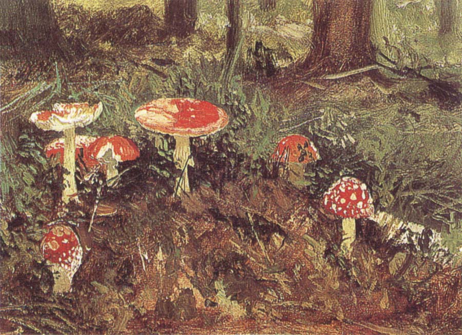 Fly-Agarics,Study